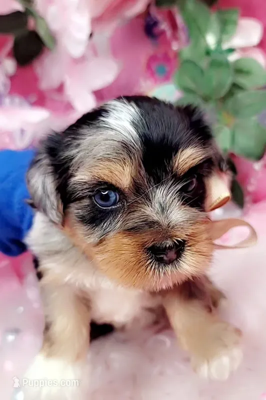 Blueberry – Yorkshire Terrier puppy for sale in Harker Heights, TX
