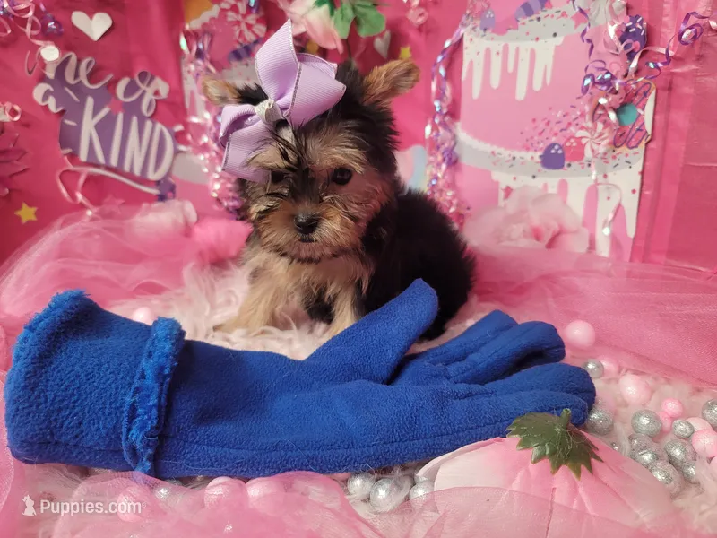 Lavender  – Yorkshire Terrier puppy for sale in Harker Heights, TX