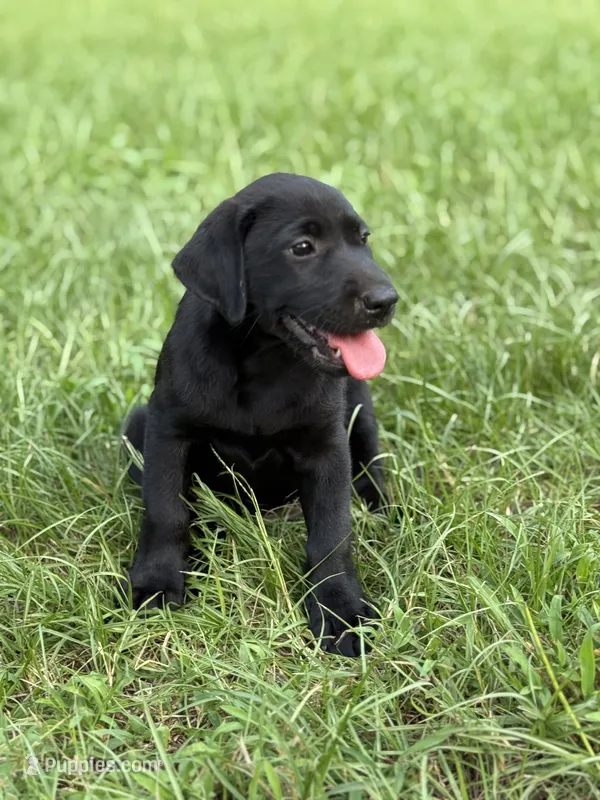 Male AKC Labrador Retriever – Labrador Retriever puppy for sale in Palestine, TX