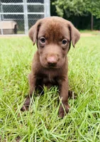 Male AKC Labrador Retriever, a male Labrador Retriever for sale in Palestine, TX – 1 of 3