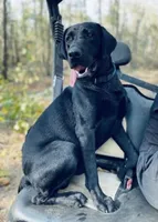 Female AKC Labrador Retriever, a female Labrador Retriever for sale in Palestine, TX – 4 of 4