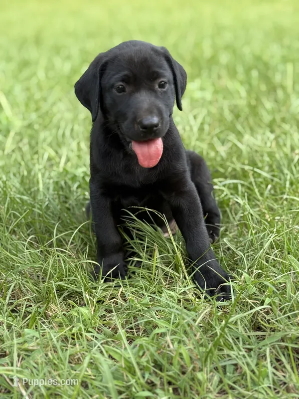 Female AKC Labrador Retriever – Labrador Retriever puppy for sale in Palestine, TX