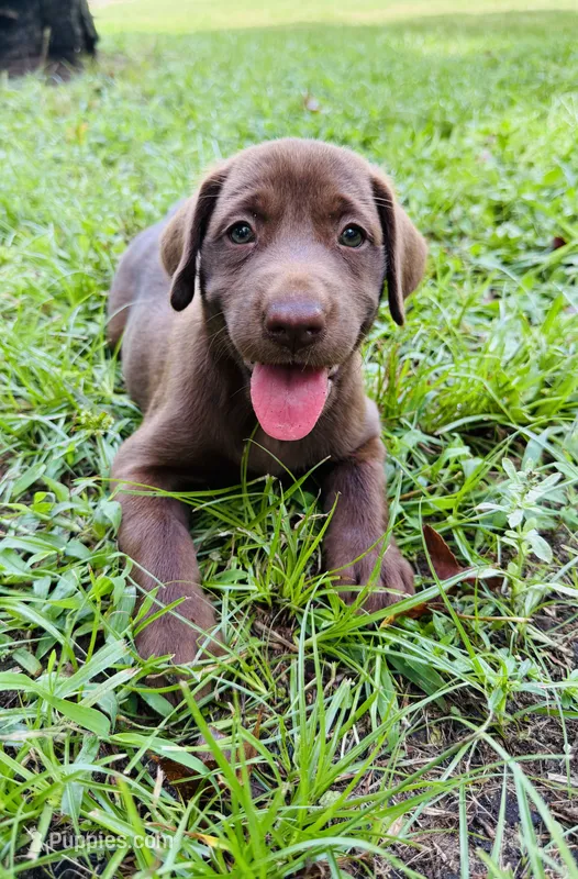 Female AKC Labrador Retriever – Labrador Retriever puppy for sale in Palestine, TX