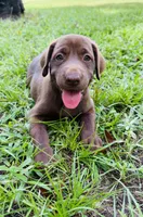 Female AKC Labrador Retriever, a female Labrador Retriever for sale in Palestine, TX – 1 of 4