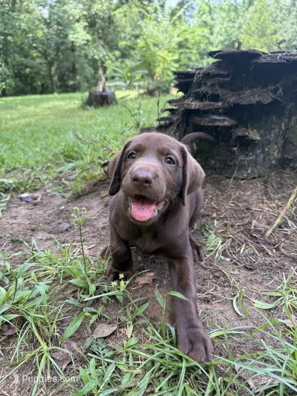 Male AKC Labrador Retriever – Labrador Retriever puppy for sale in Palestine, TX