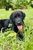 Female AKC Labrador Retriever, a female Labrador Retriever for sale in Palestine, TX – 2 of 4