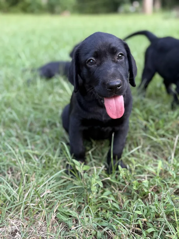 Female AKC Labrador Retriever – Labrador Retriever puppy for sale in Palestine, TX