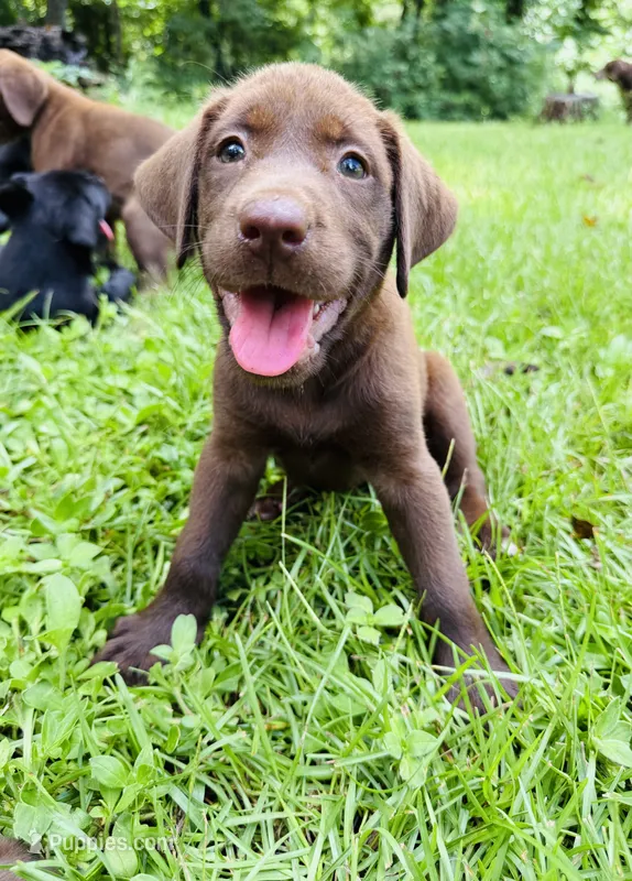 Female AKC Labrador Retriever – Labrador Retriever puppy for sale in Palestine, TX