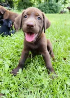 Female AKC Labrador Retriever, a female Labrador Retriever for sale in Palestine, TX – 1 of 4