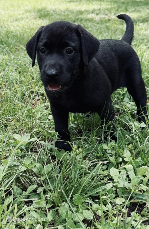 Male AKC Labrador Retriever – Labrador Retriever puppy for sale in Palestine, TX