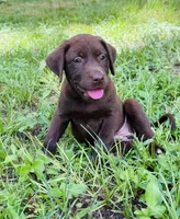Female AKC Labrador Retriever, a female Labrador Retriever for sale in Palestine, TX – 2 of 4
