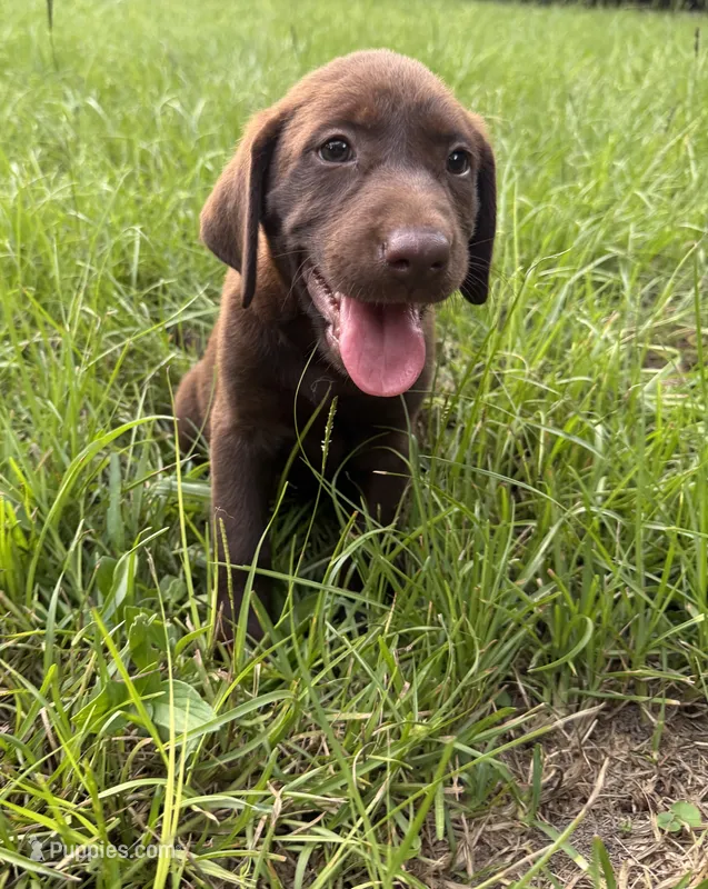 Female AKC Labrador Retriever – Labrador Retriever puppy for sale in Palestine, TX