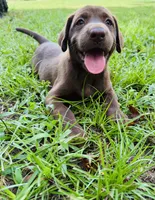 Female AKC Labrador Retriever, a female Labrador Retriever for sale in Palestine, TX – 2 of 4