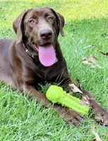 Female AKC Labrador Retriever, a female Labrador Retriever for sale in Palestine, TX – 4 of 4