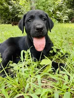 Female AKC Labrador Retriever, a female Labrador Retriever for sale in Palestine, TX – 1 of 4