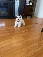 Snowy, a female Miniature Schnauzer for sale in Los Angeles, CA – Photo 2 of 8