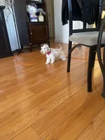 Snowy, a female Miniature Schnauzer for sale in Los Angeles, CA – Photo 3 of 8