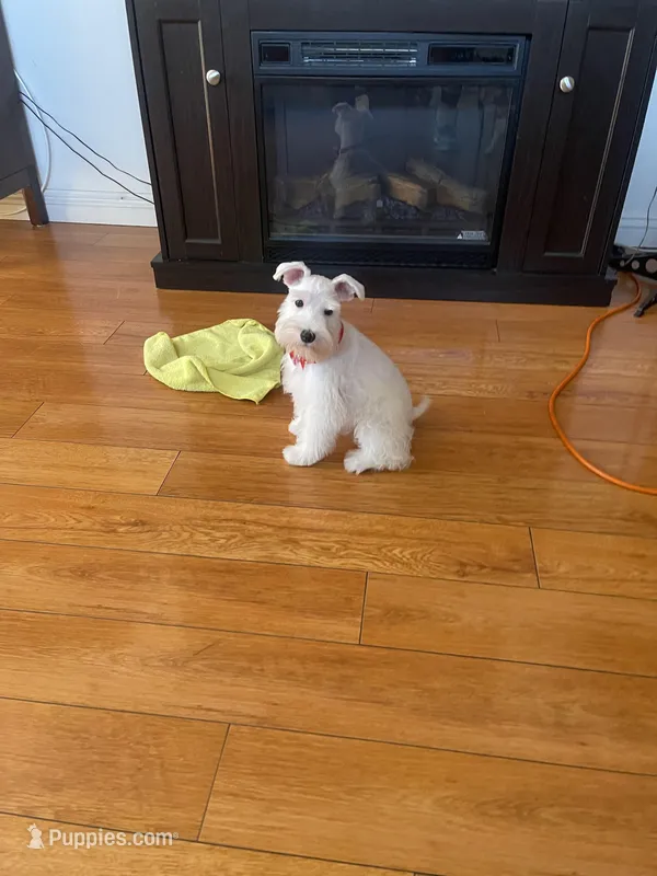 Snowy – Miniature Schnauzer puppy for sale in Los Angeles, CA