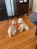 Snowy, a female Miniature Schnauzer for sale in Los Angeles, CA – Photo 6 of 8
