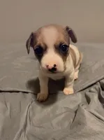 Mr Patches, a male Chihuahua for sale in Spring Lake, NC – 1 of 3