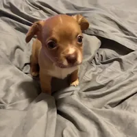 Sugar Bear, a male Chihuahua for sale in Spring Lake, NC – 1 of 3