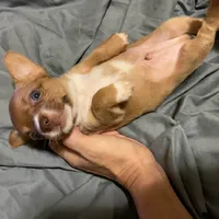 Sugar Bear, a male Chihuahua for sale in Spring Lake, NC – 3 of 3