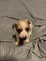 Mr Patches, a male Chihuahua for sale in Spring Lake, NC – 2 of 3