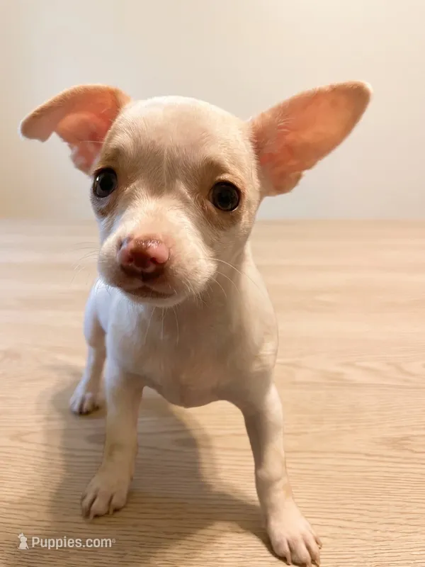 Lunabell – Chihuahua puppy for sale in Spring Lake, NC