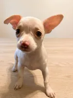 Lunabell, a female Chihuahua for sale in Spring Lake, NC – 1 of 3