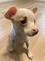 Lunabell, a female Chihuahua for sale in Spring Lake, NC – 2 of 3