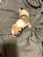 Mr Patches, a male Chihuahua for sale in Spring Lake, NC – 3 of 3