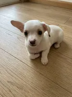 Casper, a male Chihuahua for sale in Spring Lake, NC – 1 of 3
