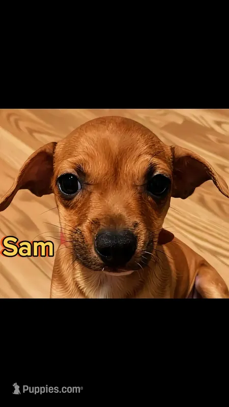 Sam – Chihuahua puppy for sale in Spring Lake, NC
