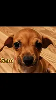 Sam, a male Chihuahua for sale in Spring Lake, NC – 1 of 1