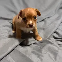 Sugar Bear, a male Chihuahua for sale in Spring Lake, NC – 2 of 3