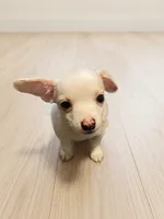 Casper, a male Chihuahua for sale in Spring Lake, NC – 2 of 3