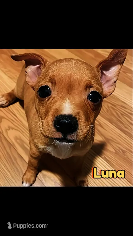 Luna – Chihuahua puppy for sale in Spring Lake, NC