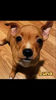 Luna, a female Chihuahua for sale in Spring Lake, NC – 1 of 1