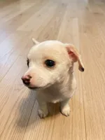 Casper, a male Chihuahua for sale in Spring Lake, NC – 3 of 3