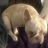 Casper, a male French Bulldog for sale in San Jose, CA – Photo 6 of 7