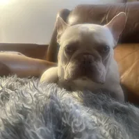 Casper, a male French Bulldog for sale in San Jose, CA – Photo 7 of 7