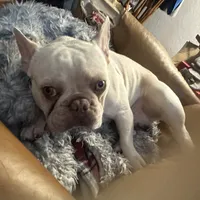 Casper, a male French Bulldog for sale in San Jose, CA – Photo 4 of 7