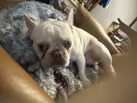 processed/727a4575-8584-4d21-a236-2c70e3fab0a4/listing/0499ae40-78ed-49b5-a0c1-8d13d74d0ae4/4d678ab2-6fa1-45c4-bbdd-343a5ac990eb