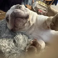 Casper, a male French Bulldog for sale in San Jose, CA – Photo 5 of 7