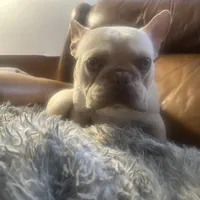 Casper, a male French Bulldog for sale in San Jose, CA – Photo 3 of 7