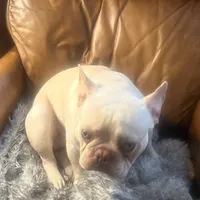 Casper, a male French Bulldog for sale in San Jose, CA – Photo 2 of 7