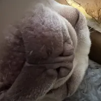 Casper, a male French Bulldog for sale in San Jose, CA – Photo 1 of 7