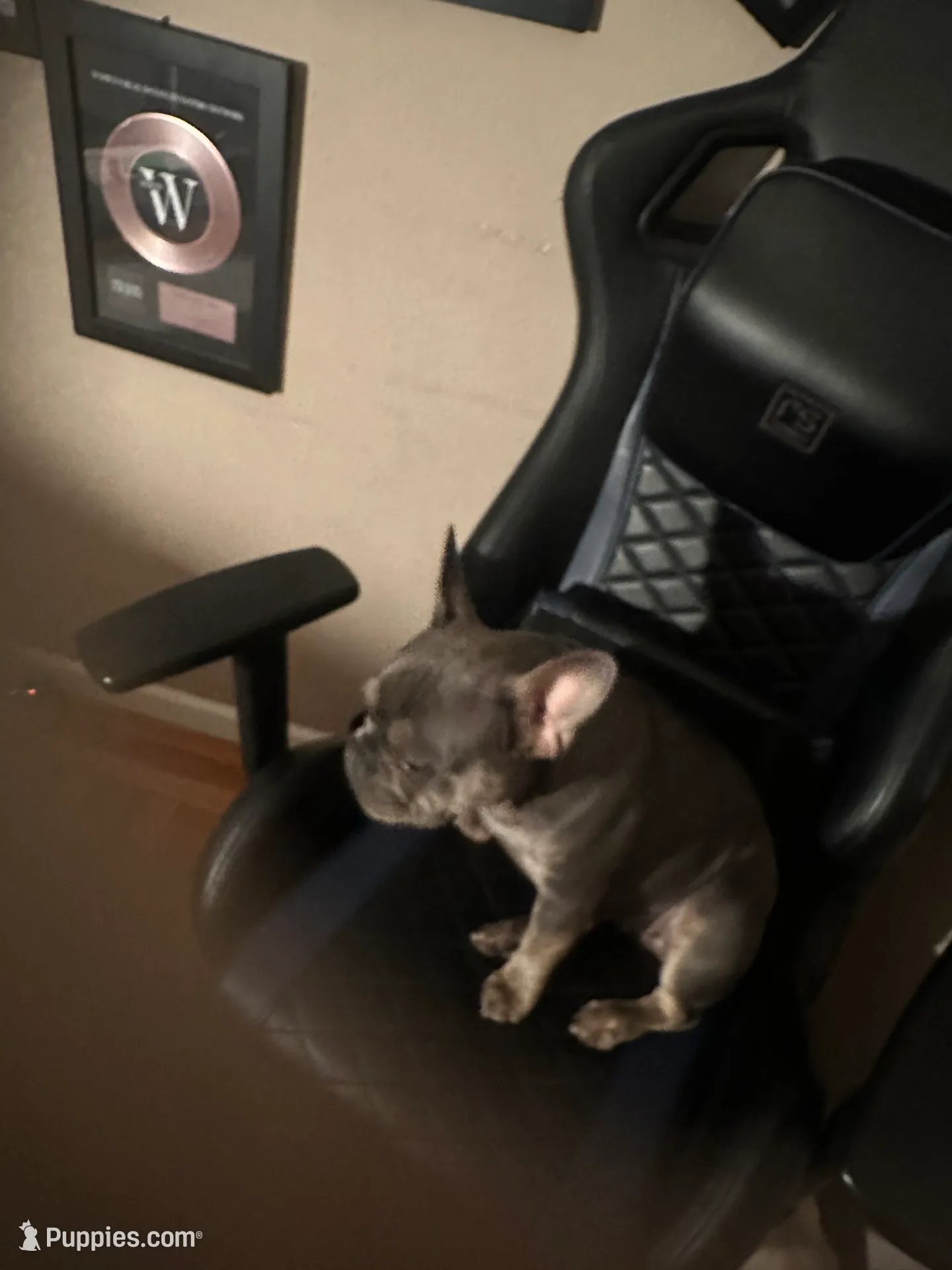 Tee Tee, a female French Bulldog for sale in San Jose, CA – Photo 2 of 3