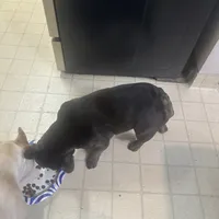 Blue Ivy (Booba), a female French Bulldog for sale in San Jose, CA – Photo 4 of 5