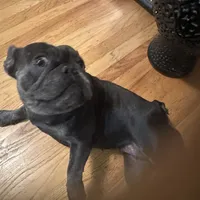 Blue Ivy (Booba), a female French Bulldog for sale in San Jose, CA – Photo 5 of 5